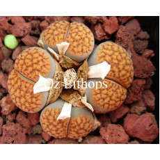 C200B - Plant